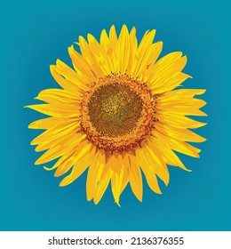 Sunflower on blue background, vector illustration and design.