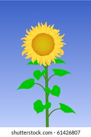 A sunflower on blue sky background