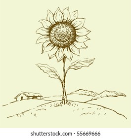 Sunflower on field,