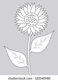 sunflower on gary background