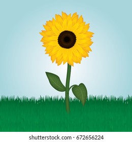 sunflower on grass vector illustration
