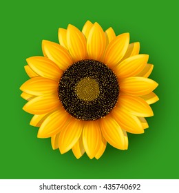 sunflower on green