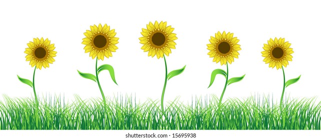 Sunflower on green field