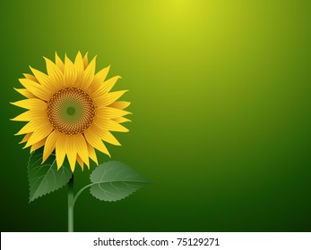 Sunflower on a green golden background with copyspace