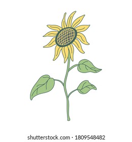 Sunflower on a long stem with leaves in flat style with lines.  Hand drawn vector illustration isolated on white background. Green and yellow colors. 