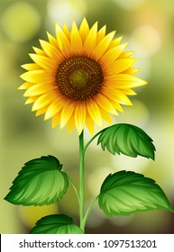 A Sunflower on Nature Background illustration