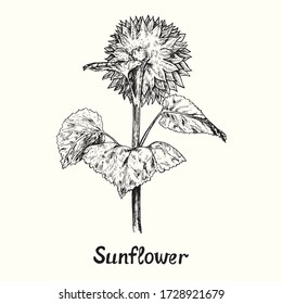 Sunflower on stem with leaves, back view, outline simple doodle drawing with inscription, gravure style