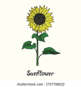 Sunflower on stem with leaves, front view, simple doodle drawing with inscription, color gravure style