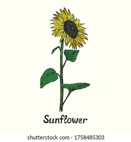 Sunflower on stem with leaves, side view, simple doodle drawing with inscription, color gravure style
