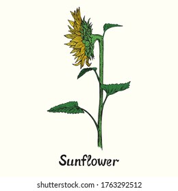 Sunflower on stem with leaves, side view, simple doodle drawing with inscription, color gravure style