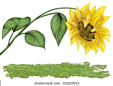 sunflower  on white