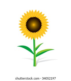 Sunflower on white
