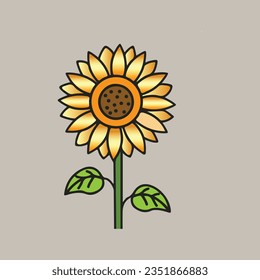 sunflower on a white background