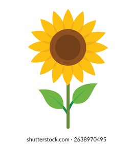 sunflower on - white -  background