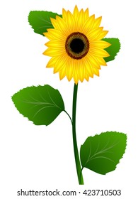 Sunflower on a white background.
