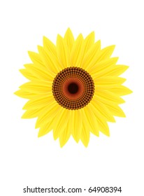 Sunflower on a white background.