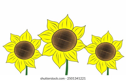sunflower, on white background, botanical vector illustration