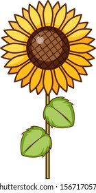Ilustración del girasol sobre fondo blanco