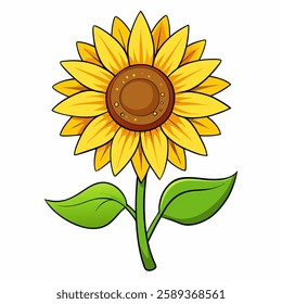 sunflower on white background vactor