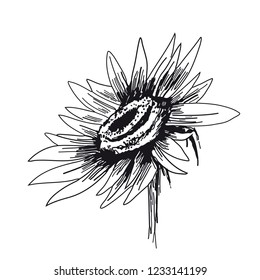 Sunflower on white background. Vector sketches hand drawn