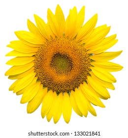 Sunflower on white background background, vector format