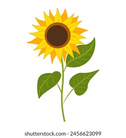 Sunflower on white background. Vector