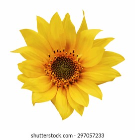 sunflower on white background, vector