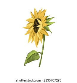 Sunflower  on white  isolated background Vector illustration