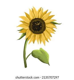 Sunflower  on white  isolated background Vector illustration