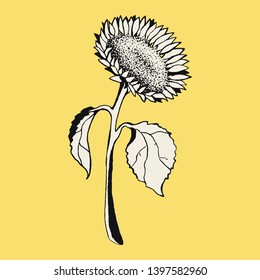 Sunflower on a yellow background. 
Realistic, hand-drawn illustration on a yellow background. Can be used for postcards, invitations, advertising, web.
