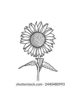 Sunflower outline, sunflower flowers with stems and leaves. Sunflower line art, hand-drawn floral outline. Outline vector doodle illustration isolated on a white background