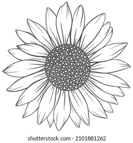 Sunflower Outline, Sunflower Line Art, Floral Line Drawing, black and white sunflowers vector illustration