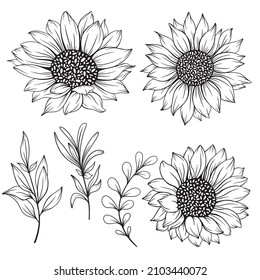 Esquema de girasol, Arte de líneas de girasol, Dibujo de líneas florales, ilustración vectorial de girasoles negros y blancos