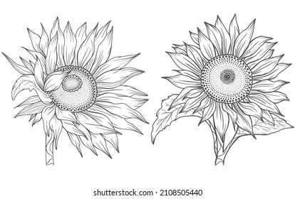 Sunflower Outline  Sunflower Line Art  Floral Line Drawing  black   white sunflowers vector illustration