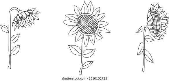 Contorno de girasol. Conjunto de contorno de girasol con diferentes movimientos de paisaje aislado sobre fondo blanco.	