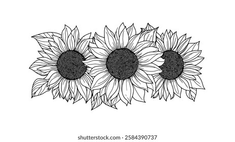 Sunflower outlines illustration. Three flowers with leaves detailed. Decoration prints branding design. Black outline white background minimal style.