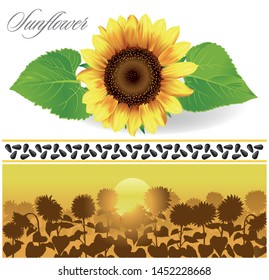 the sunflower and the pattern of sunflower seeds and landscape with sunflowers