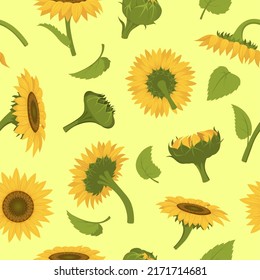 Patrón de girasol. Flores amarillas para proyectos de diseño textil ornamentos a la moda fondo exacto vectorial transparente