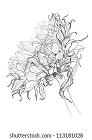 sunflower pen drawing vector sketch