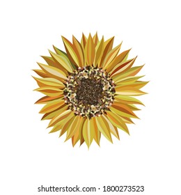 Sunflower Petals Closeup, Isolated On White Background