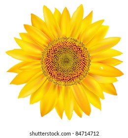 Se Cerraron Petales De Girasol, Aislados En Fondo Blanco, Ilustración Vectorial