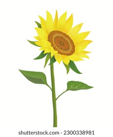 Sunflower petals and stem body illustration