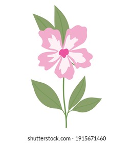 sunflower with a pink color on a white background vector illustration design