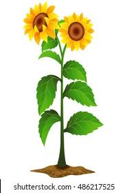 Sunflower plant