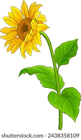 Sunflower Plant Colored Detailed Illustration