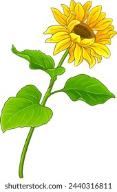 Sunflower Plant Colored Detailed Illustration