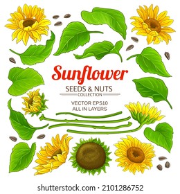 sunflower plant elements set on white background