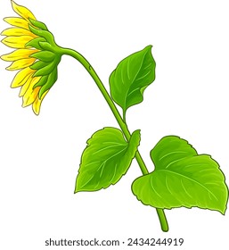 Sunflower Plant with Flower Colored Illustration