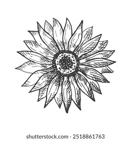 Flor de girassol ilustração flor em fundo isolado. Alimentos saudáveis, colheita de sementes, elemento de design. Helianthus desenhado à mão em estilo de esboço para impressão, etiqueta, cartão postal, logotipo, modelo, tatuagem, cartão