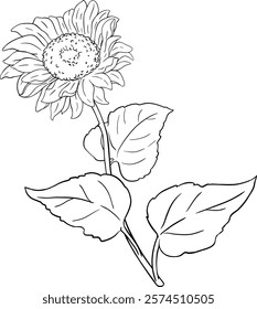 Sunflower Plant with Flower  and Leaves Outline Illustration.